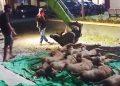 Polisi Musnahkan 10 Ekor Rusa Hasil Selundupan Warga Monta di Pulau Komodo