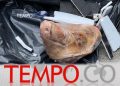 Teror Mengerikan! Kantor Tempo Dikirim Kepala Babi-Ancaman Brutal Terhadap Kebebasan Pers