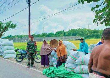 DAHSYAT! Babinsa Dorotangga Serap 11 Ton Gabah, Petani Dompu Senyum Bahagia