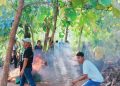 Main Sabung Ayam di Sape Bima? Siap-Siap Ayam Jadi Gulai dan Arena Jadi Abu