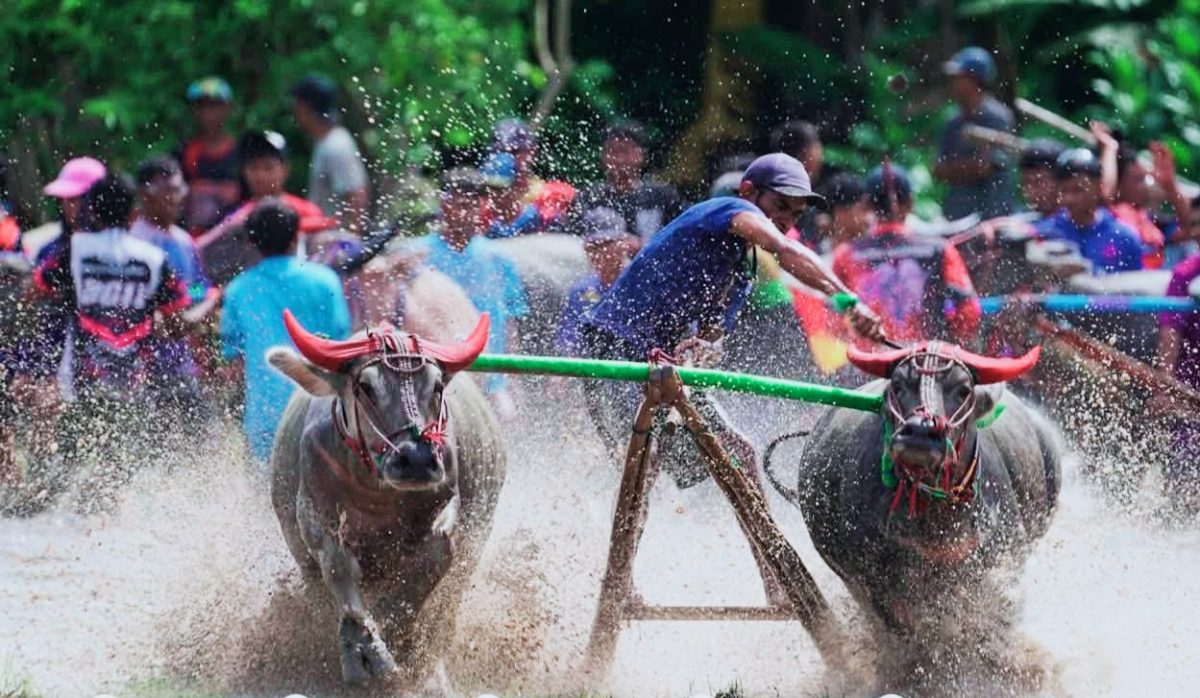 Semarak Budaya khas ‘Tana Samawa’ kembali bergema di Sirkuit Sumer Payung, Kecamatan Labuhan Badas. Bupati Sumbawa, Ir. H. Syarafuddin Jarot, M.P., secara resmi membuka event Barapan Kebo (balap kerbau)