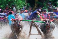 Semarak Budaya khas ‘Tana Samawa’ kembali bergema di Sirkuit Sumer Payung, Kecamatan Labuhan Badas. Bupati Sumbawa, Ir. H. Syarafuddin Jarot, M.P., secara resmi membuka event Barapan Kebo (balap kerbau)