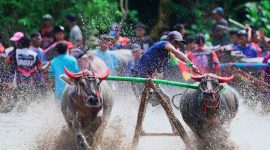 Semarak Budaya khas ‘Tana Samawa’ kembali bergema di Sirkuit Sumer Payung, Kecamatan Labuhan Badas. Bupati Sumbawa, Ir. H. Syarafuddin Jarot, M.P., secara resmi membuka event Barapan Kebo (balap kerbau)