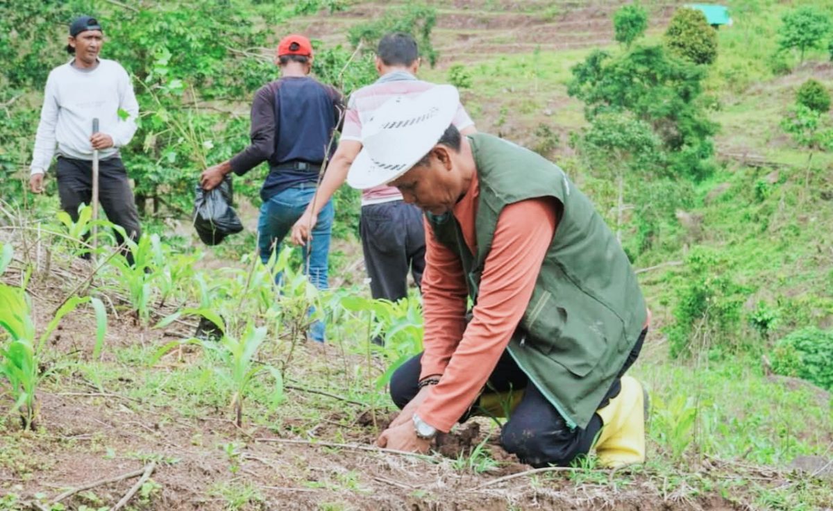 Program Sumbawa Hijau Lestari yang dicanangkan Bupati Sumbawa Ir. H. Syarafuddin Jarot, M.P., upaya penghijauan kini kembali digelar di Kecamatan Lantung