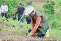 Program Sumbawa Hijau Lestari yang dicanangkan Bupati Sumbawa Ir. H. Syarafuddin Jarot, M.P., upaya penghijauan kini kembali digelar di Kecamatan Lantung