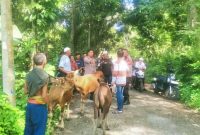 Warga Desa Dopang, Kecamatan Gunungsari, dikejutkan dengan penemuan tiga ekor sapi yang terikat di sebuah kebun