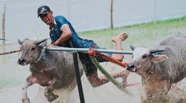 Tradisi Karapan Kerbau atau Barapan Kebo kembali mengawali tahun 2026 di Stadion Karapan Kerbau Bentiu, Sumbawa Barat.