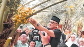 Menteri Haji dan Umrah Republik Indonesia K.H. Muhammad Irfan Yusuf saat memetik langsung buah kurma di Kebun Kurma Lombok Utara, Kecamatan Gangga, sebagai simbol dukungan pengembangan ekosistem ekonomi haji nasional berbasis pertanian lokal.
