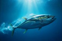 Hasil tangkapan ikan tuna nelayan NTB di laut lepas yang menopang sektor perikanan dan ekspor daerah.