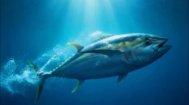 Hasil tangkapan ikan tuna nelayan NTB di laut lepas yang menopang sektor perikanan dan ekspor daerah.