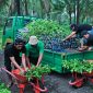 Proses penyaluran bibit pohon produktif kepada masyarakat sebagai bagian dari program Sumbawa Hijau Lestari dan komitmen pembangunan lingkungan berkelanjutan.
