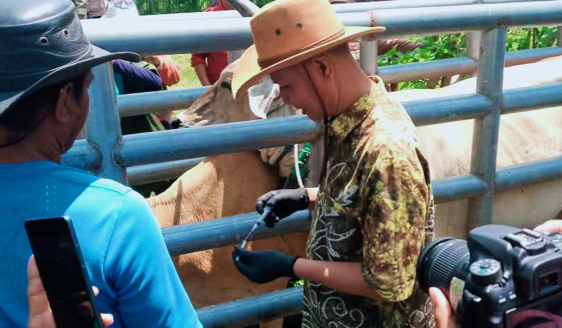 Pelaksanaan vaksinasi dan pengobatan massal Penyakit Mulut dan Kuku (PMK) pada ternak sapi dan kerbau di Padang Penggembalaan Doroncanga, Kecamatan Pekat, Kabupaten Dompu, sebagai upaya pengendalian penyakit dan perlindungan peternak.