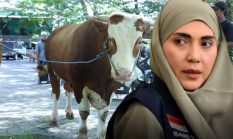 Sapi Kurban ‘Sultan’ dari Wakil Ketua DPR RI Golkar Sari Yuliati Mendarat di Praya, Bobotnya Tembus Satu Ton
