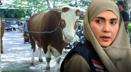 Terlihat sapi kurban berbobot lebih dari satu ton bantuan Wakil Ketua DPR RI dari Partai Golkar, Sari Yuliati, yang disalurkan untuk Masjid Agung Praya, Kabupaten Lombok Tengah, dalam rangka Hari Raya Idul Adha 1447 Hijriah.