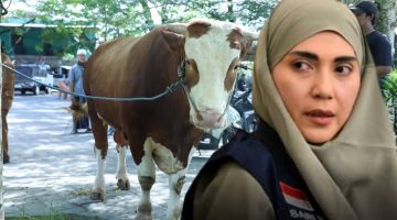 Terlihat sapi kurban berbobot lebih dari satu ton bantuan Wakil Ketua DPR RI dari Partai Golkar, Sari Yuliati, yang disalurkan untuk Masjid Agung Praya, Kabupaten Lombok Tengah, dalam rangka Hari Raya Idul Adha 1447 Hijriah.