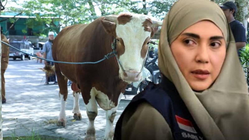 Terlihat sapi kurban berbobot lebih dari satu ton bantuan Wakil Ketua DPR RI dari Partai Golkar, Sari Yuliati, yang disalurkan untuk Masjid Agung Praya, Kabupaten Lombok Tengah, dalam rangka Hari Raya Idul Adha 1447 Hijriah.