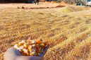 Terlihat jagung hasil panen petani di Nusa Tenggara Barat (NTB) sedang dijemur untuk menurunkan kadar air sebelum dipasarkan. BULOG NTB mencatat telah menyerap 55 ribu ton jagung, sementara pemerintah resmi menghapus PPh 1,5 persen sehingga petani menerima pembayaran penuh sesuai HPP.