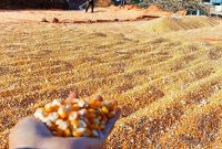 Terlihat jagung hasil panen petani di Nusa Tenggara Barat (NTB) sedang dijemur untuk menurunkan kadar air sebelum dipasarkan. BULOG NTB mencatat telah menyerap 55 ribu ton jagung, sementara pemerintah resmi menghapus PPh 1,5 persen sehingga petani menerima pembayaran penuh sesuai HPP.