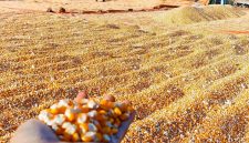 Terlihat jagung hasil panen petani di Nusa Tenggara Barat (NTB) sedang dijemur untuk menurunkan kadar air sebelum dipasarkan. BULOG NTB mencatat telah menyerap 55 ribu ton jagung, sementara pemerintah resmi menghapus PPh 1,5 persen sehingga petani menerima pembayaran penuh sesuai HPP.