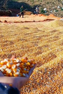BULOG NTB Serap 55 Ribu Ton Jagung, Kabar Gembira bagi Petani: PPh 1,5 Persen Resmi Dihapus