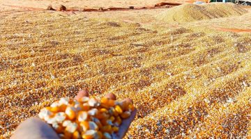 Terlihat jagung hasil panen petani di Nusa Tenggara Barat (NTB) sedang dijemur untuk menurunkan kadar air sebelum dipasarkan. BULOG NTB mencatat telah menyerap 55 ribu ton jagung, sementara pemerintah resmi menghapus PPh 1,5 persen sehingga petani menerima pembayaran penuh sesuai HPP.