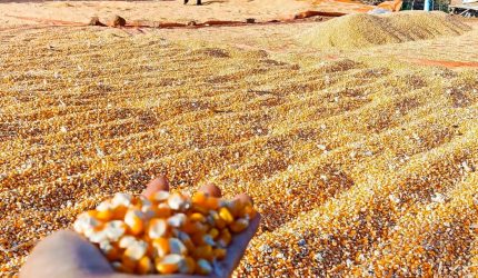 Jagung hasil panen petani NTB sedang dijemur sebelum dijual ke BULOG yang telah menyerap 55 ribu ton jagung tanpa potongan PPh 1,5 persen.