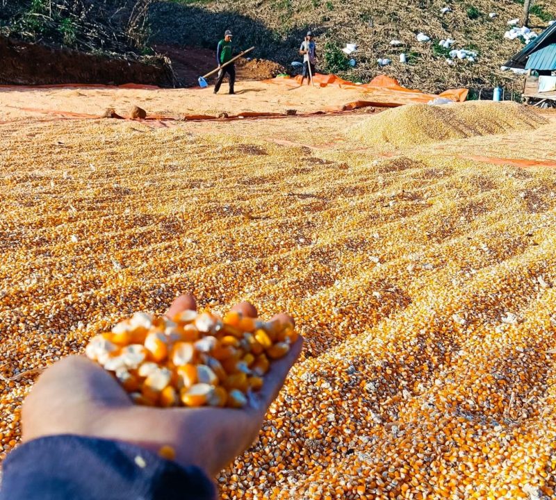 Terlihat jagung hasil panen petani di Nusa Tenggara Barat (NTB) sedang dijemur untuk menurunkan kadar air sebelum dipasarkan. BULOG NTB mencatat telah menyerap 55 ribu ton jagung, sementara pemerintah resmi menghapus PPh 1,5 persen sehingga petani menerima pembayaran penuh sesuai HPP.