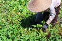 Petani memanen Kangkung Lombok di salah satu kawasan sentra Produksi di Pulau Lombok. Komoditas yang telah memperoleh perlindungan Indikasi Geografis (IG) ini diproyeksikan menjadi Ikon Agrowisata sekaligus produk unggulan berkelas Nasional.