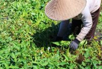 Petani memanen Kangkung Lombok di salah satu kawasan sentra Produksi di Pulau Lombok. Komoditas yang telah memperoleh perlindungan Indikasi Geografis (IG) ini diproyeksikan menjadi Ikon Agrowisata sekaligus produk unggulan berkelas Nasional.
