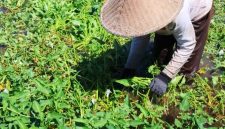 Petani memanen Kangkung Lombok di salah satu kawasan sentra Produksi di Pulau Lombok. Komoditas yang telah memperoleh perlindungan Indikasi Geografis (IG) ini diproyeksikan menjadi Ikon Agrowisata sekaligus produk unggulan berkelas Nasional.
