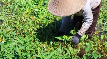 Petani memanen Kangkung Lombok di salah satu kawasan sentra Produksi di Pulau Lombok. Komoditas yang telah memperoleh perlindungan Indikasi Geografis (IG) ini diproyeksikan menjadi Ikon Agrowisata sekaligus produk unggulan berkelas Nasional.