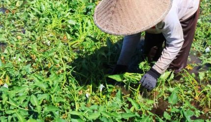 Petani memanen Kangkung Lombok di lahan pertanian sebagai komoditas berstatus Indikasi Geografis yang diproyeksikan menjadi ikon agrowisata dan produk unggulan berkelas nasional.