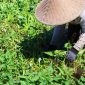 Petani memanen Kangkung Lombok di salah satu kawasan sentra Produksi di Pulau Lombok. Komoditas yang telah memperoleh perlindungan Indikasi Geografis (IG) ini diproyeksikan menjadi Ikon Agrowisata sekaligus produk unggulan berkelas Nasional.