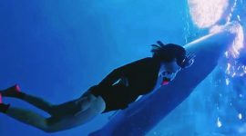 Terlihat Wisatawan terlihat berenang dan berinteraksi dengan Hiu Paus di perairan Teluk Saleh, Kabupaten Sumbawa, NTB. Kawasan ini menjadi salah satu Destinasi Ekowisata unggulan yang terus didorong pengelolaannya melalui prinsip Konservasi dan Keberlanjutan.