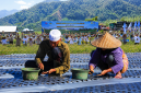 Gerakan Penanaman dan Panen Raya Bawang Putih di Sembalun, Lombok Timur, Menjadi Bagian Dari Upaya Memperkuat Swasembada Bawang Putih Nasional.
