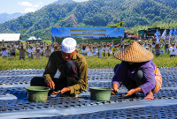 Gerakan Penanaman dan Panen Raya Bawang Putih di Sembalun, Lombok Timur, Menjadi Bagian Dari Upaya Memperkuat Swasembada Bawang Putih Nasional.
