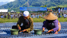 Gerakan Penanaman dan Panen Raya Bawang Putih di Sembalun, Lombok Timur, Menjadi Bagian Dari Upaya Memperkuat Swasembada Bawang Putih Nasional.