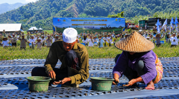Gerakan Penanaman dan Panen Raya Bawang Putih di Sembalun, Lombok Timur, Menjadi Bagian Dari Upaya Memperkuat Swasembada Bawang Putih Nasional.
