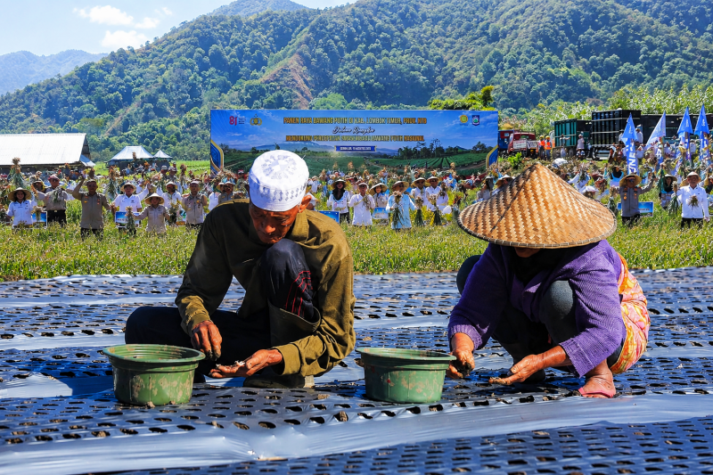 Gerakan Penanaman dan Panen Raya Bawang Putih di Sembalun, Lombok Timur, Menjadi Bagian Dari Upaya Memperkuat Swasembada Bawang Putih Nasional.