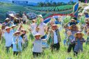 Panen Raya Bawang Putih di Sembalun, Lombok Timur, NTB, Menjadi Bagian Dari Gerakan Memperkuat Produksi Dalam Negeri dan Mempercepat Swasembada Bawang Putih Nasional.