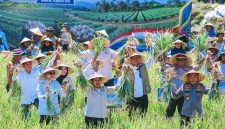 Panen Raya Bawang Putih di Sembalun, Lombok Timur, NTB, Menjadi Bagian Dari Gerakan Memperkuat Produksi Dalam Negeri dan Mempercepat Swasembada Bawang Putih Nasional.