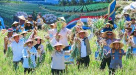 Panen Raya Bawang Putih di Sembalun, Lombok Timur, NTB, Menjadi Bagian Dari Gerakan Memperkuat Produksi Dalam Negeri dan Mempercepat Swasembada Bawang Putih Nasional.
