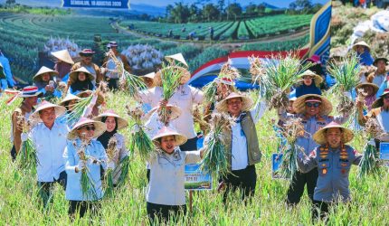 Panen raya bawang putih di Sembalun Lombok Timur untuk memperkuat swasembada bawang putih RI