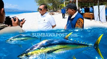 Aktivitas di kawasan Pesisir NTB Yang Menjadi Bagian Dari Pengembangan Komoditas Tuna Untuk Pasar Ekspor Amerika Serikat.