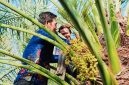 BRIDA NTB Bersama Tim Pemerintah Kabupaten Murung Raya Menjajaki Pengembangan Kurma Tropis Melalui Kajian Kesesuaian Lahan, Budidaya, dan Pengembangan Bibit Unggul.