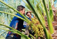 BRIDA NTB Bersama Tim Pemerintah Kabupaten Murung Raya Menjajaki Pengembangan Kurma Tropis Melalui Kajian Kesesuaian Lahan, Budidaya, dan Pengembangan Bibit Unggul.