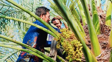 BRIDA NTB Bersama Tim Pemerintah Kabupaten Murung Raya Menjajaki Pengembangan Kurma Tropis Melalui Kajian Kesesuaian Lahan, Budidaya, dan Pengembangan Bibit Unggul.