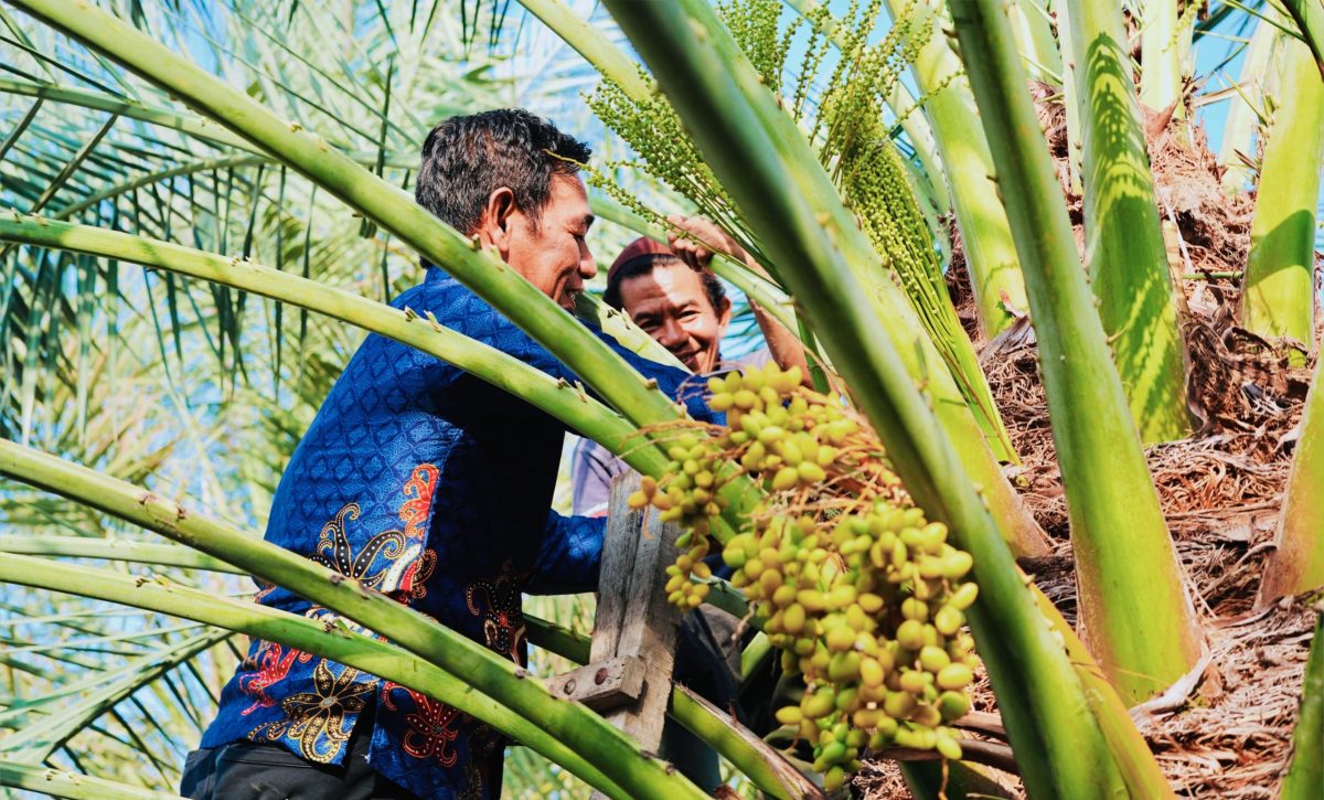 BRIDA NTB Bersama Tim Pemerintah Kabupaten Murung Raya Menjajaki Pengembangan Kurma Tropis Melalui Kajian Kesesuaian Lahan, Budidaya, dan Pengembangan Bibit Unggul.